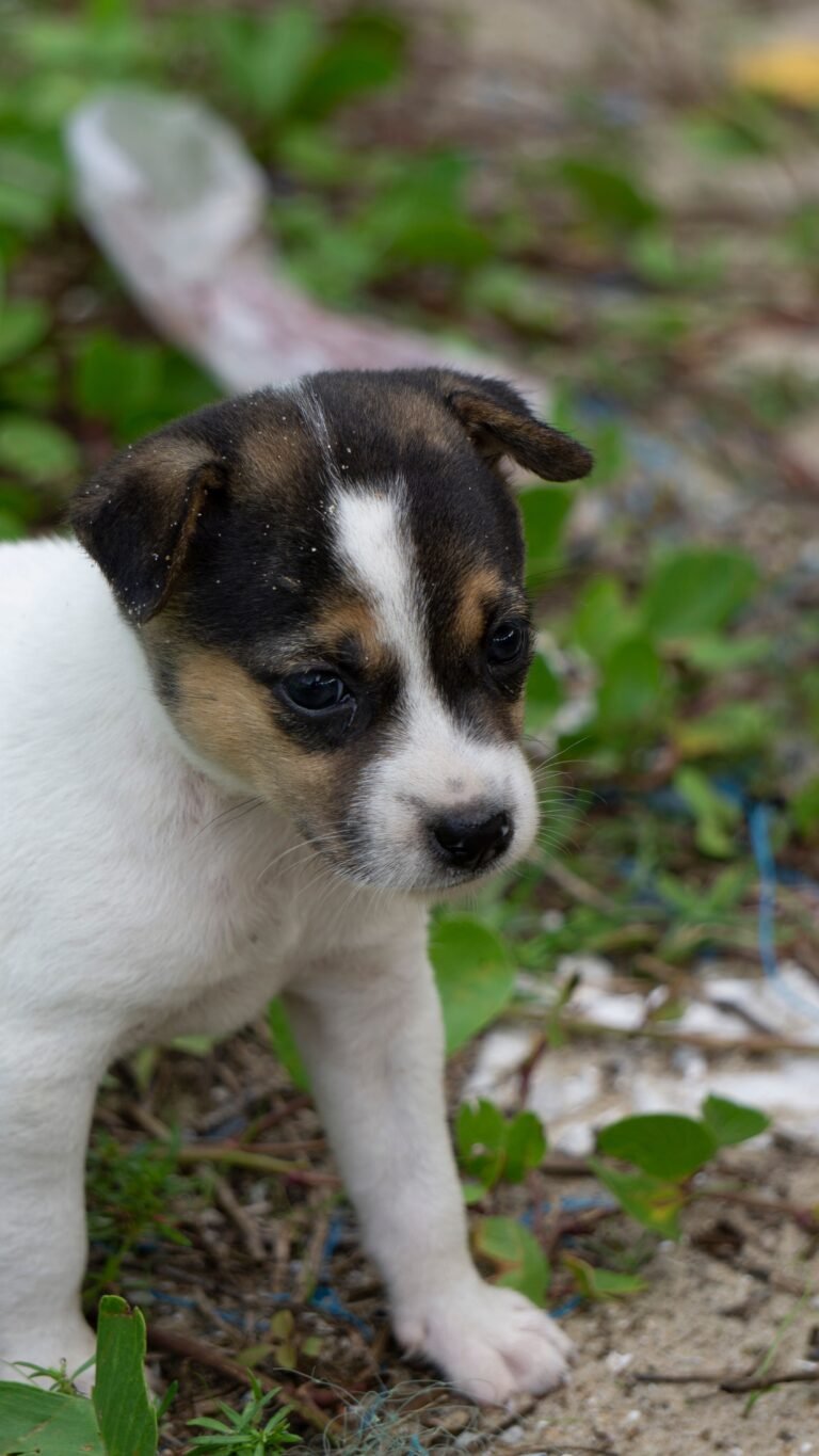 A picture of a young puppy.